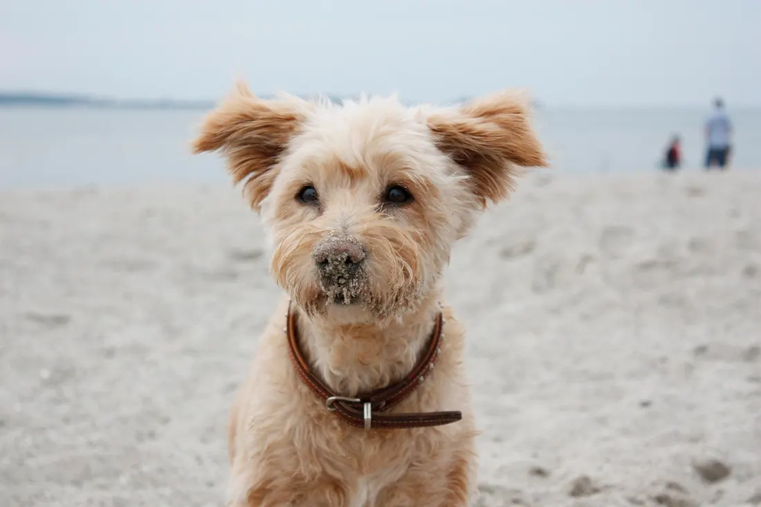 A scruffy little terrier with sand on its nose sitting on a beach