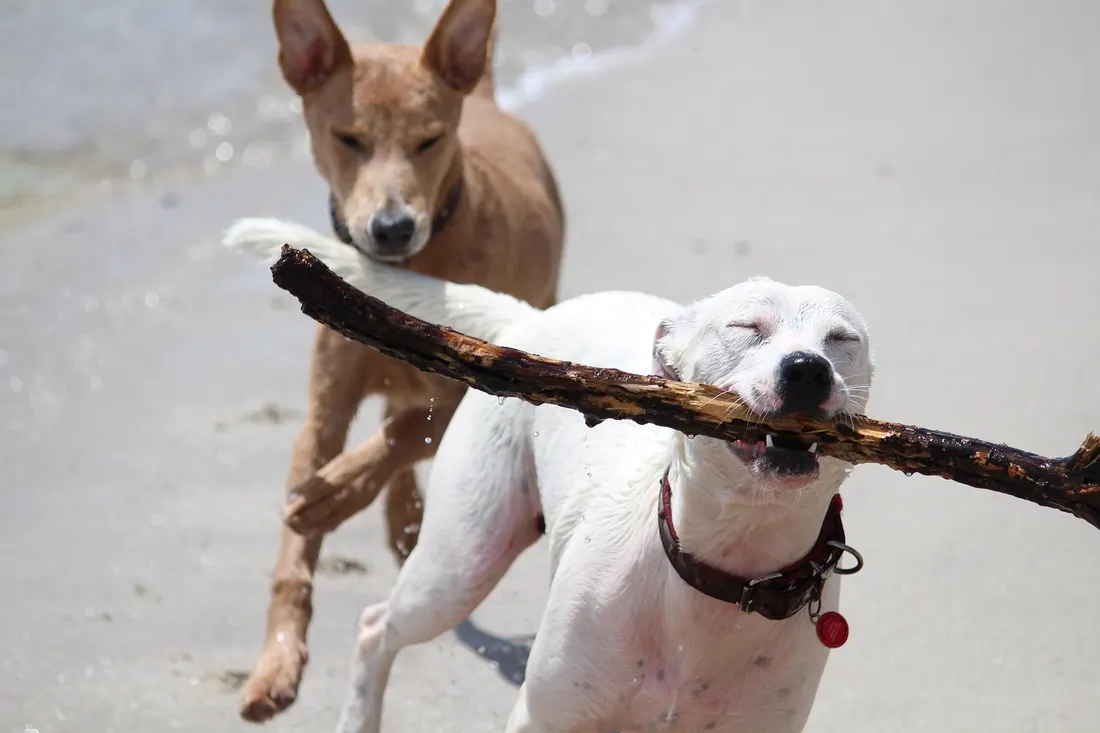 Two dogs running along the beach with a stick