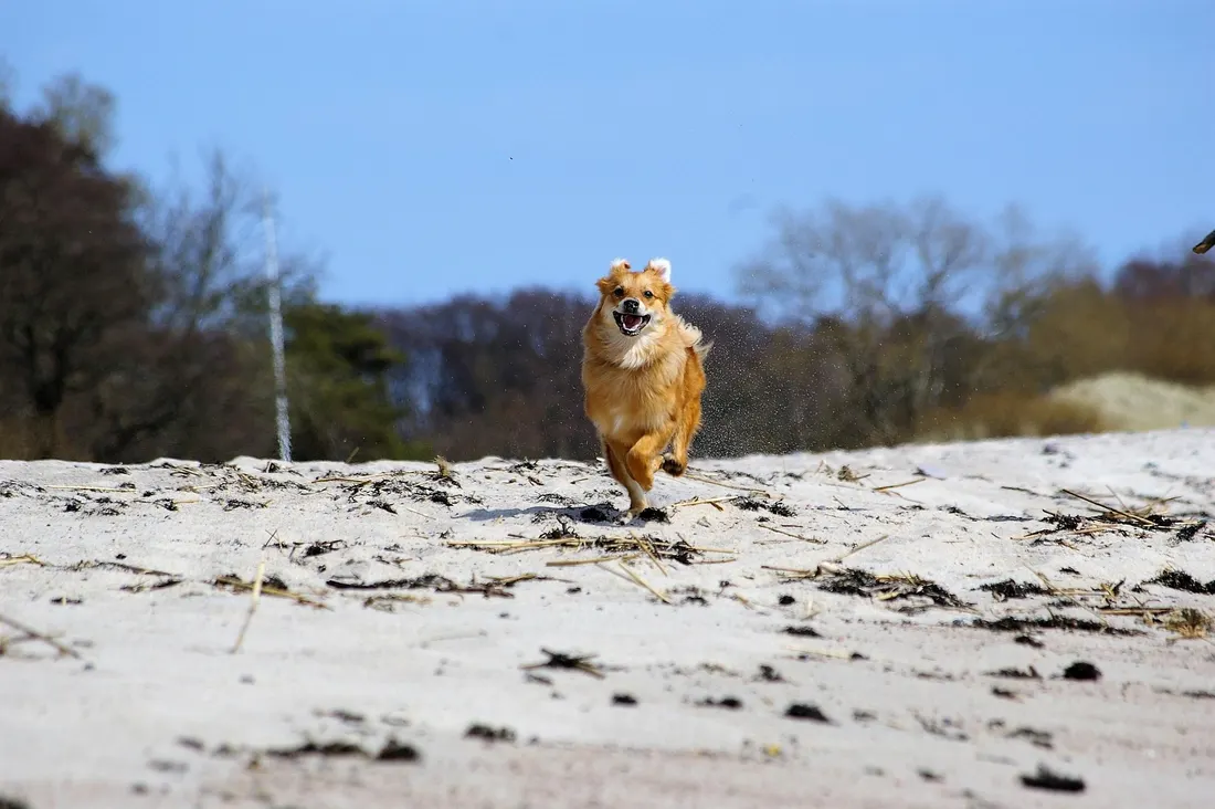 A golden retriever shaking off sea water