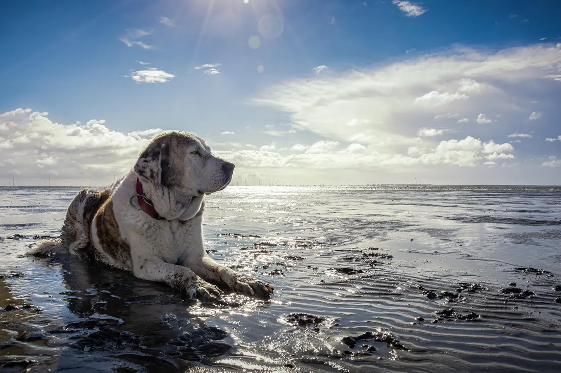 A big dog lying on wet sand at low tide