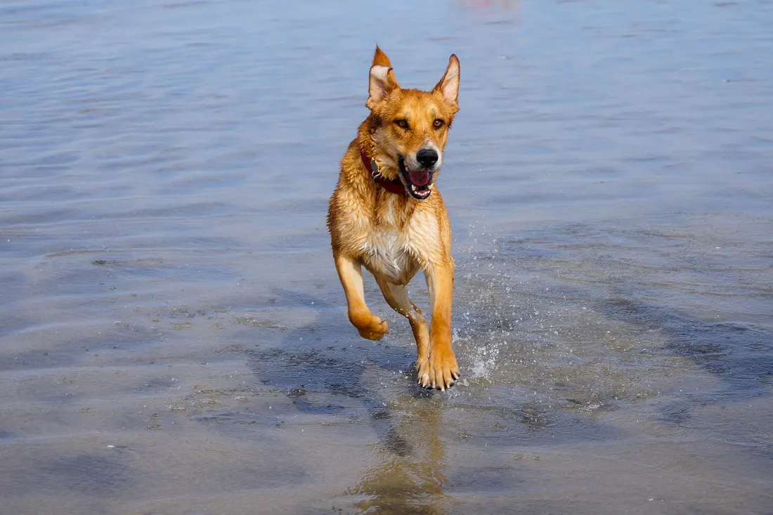 A small dog running across the sand