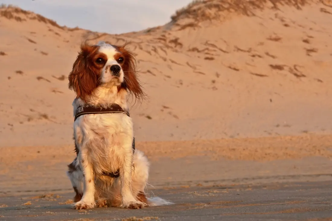 A spaniel sitting on the sand in front of the dunes