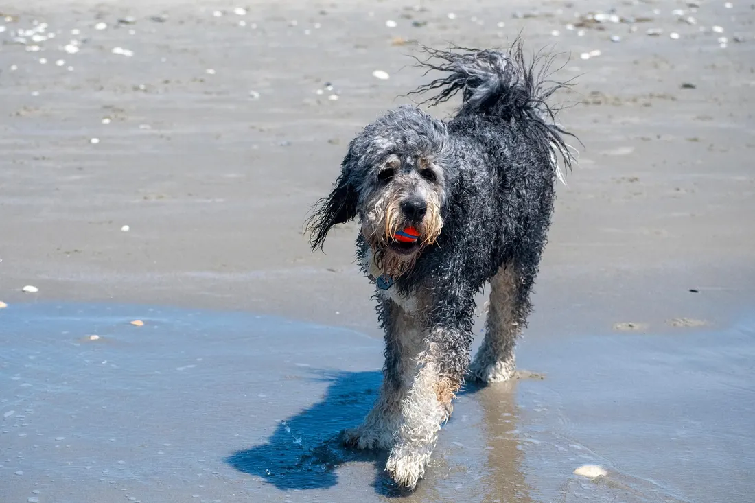 A shaggy dog walking out of the sea with a ball