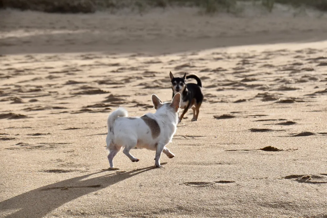 A dog running through shallow water