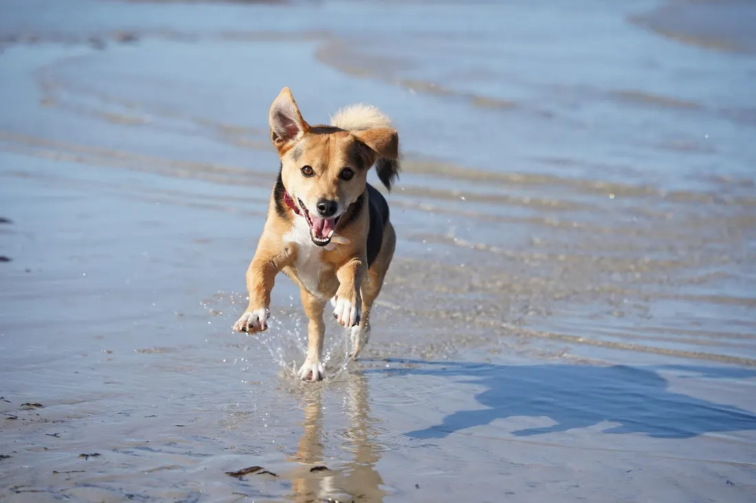 A small dog running through shallow water on the sand