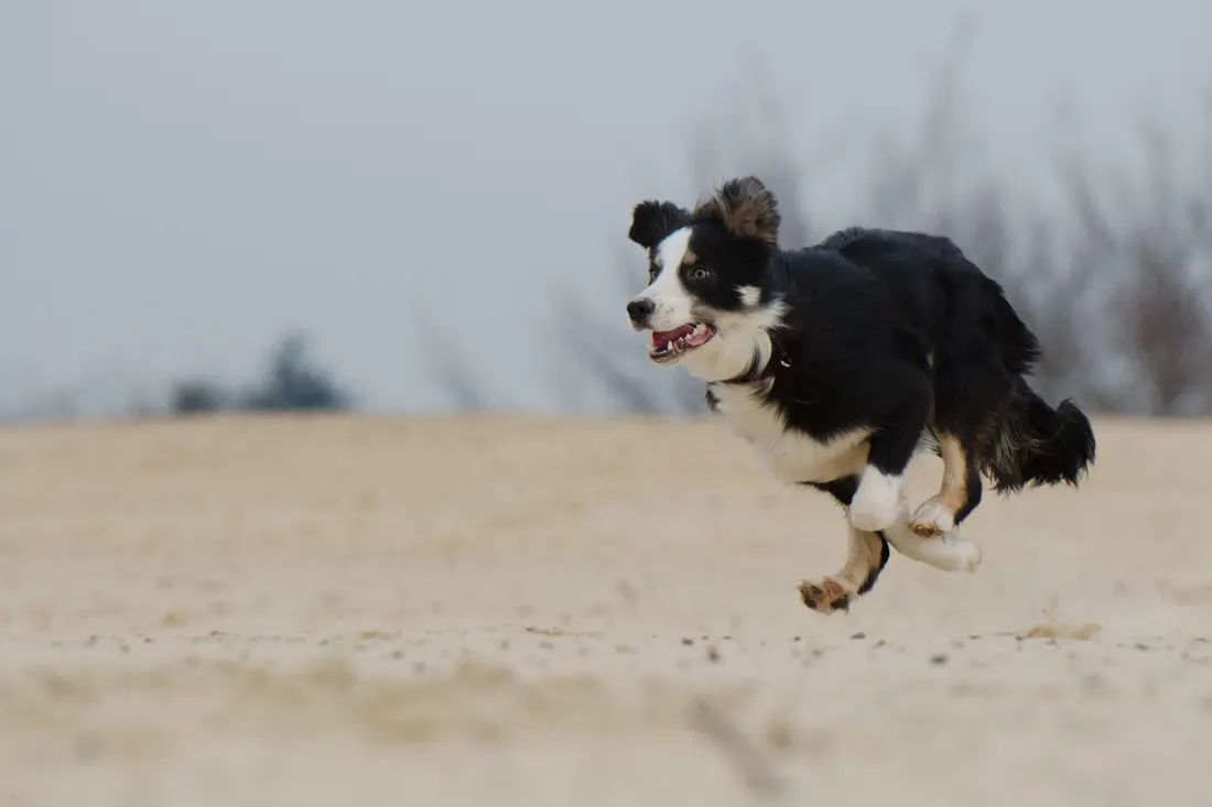 A black and white collie running across the sand under a grey sky