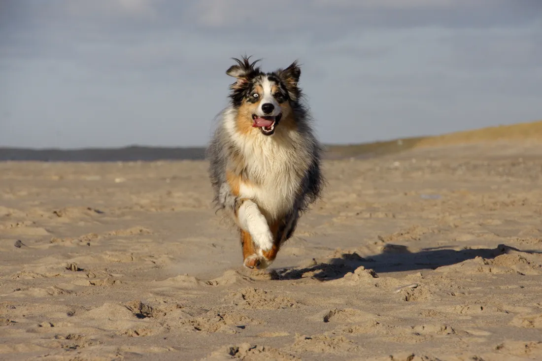 A sheepdog running towards the camera on a sandy beach