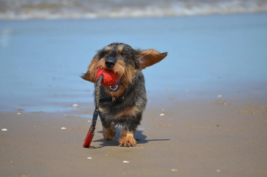 A wire-haired dachshund running along the sand with a ball