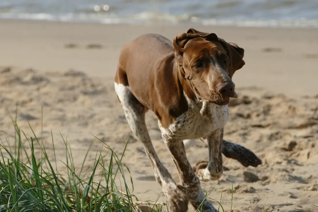 A pointer running across a sandy beach