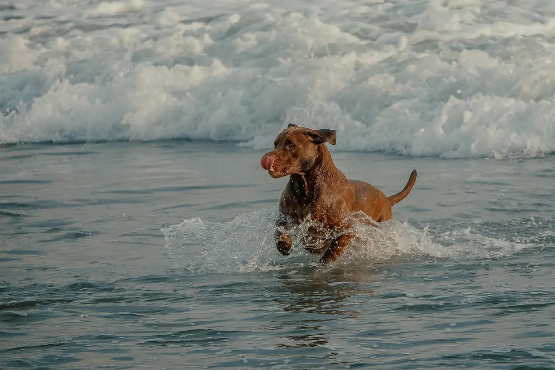A brown dog splashing through the waves