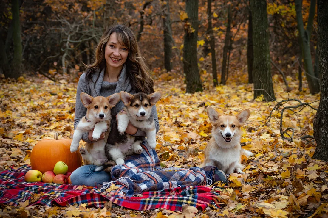 A woman sitting on a picnic blanket in an autumn wood with two corgi puppies on her lap and a grown corgi beside her