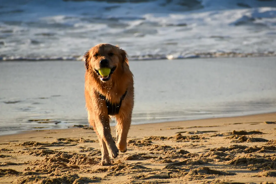 A golden retriever running along a beach with a tennis ball